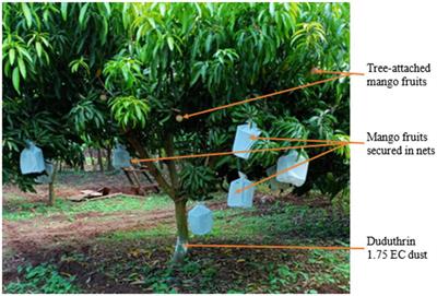 Differential responses of Bactrocera dorsalis and its parasitoids to headspaces of different varieties of tree-attached mango fruits and the associated chemical profiles